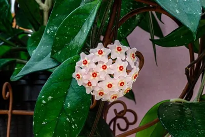 Царицынские оранжереи - 🌺Хойя карноза. 🌺 В природе более 200 видов хой,  произрастают на Западном побережье Австралии, Филлипинских островах, в  Индии, Китае, Таиланде, Вьетнаме. Своим названием хойя обязана английскому  ботанику Роберту Броуну.