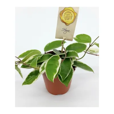 HO OV Hoya OBOVATA variegata 2-3 LEAVES | Passiflora.ru - Сервис  коллективных заказов
