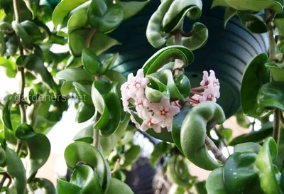 Хойя Парвифолия на опоре ⌀12 40 см купить в Москве с доставкой | Магазин  растений Bloom Story (Блум Стори)