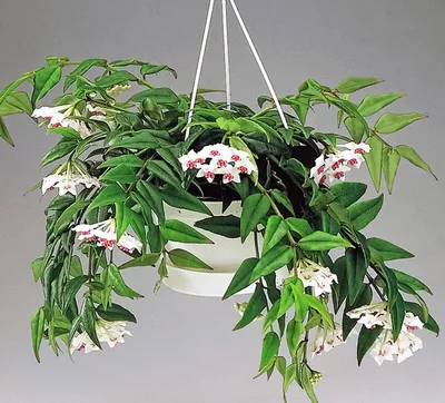 Hoya carnosa cv. Krimson Queen | Растения хойя, Висячие растения, Идеи  посадки растений