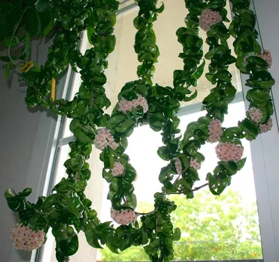 Хойя или Восковой плющ, комнатное растение, купить в оранжерее Биолит