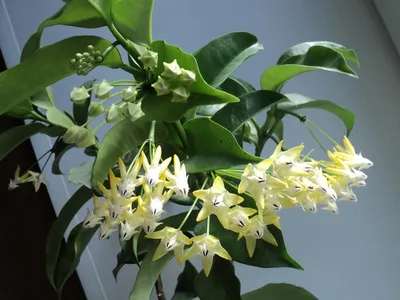 Hoya aldrichii | Passiflora.ru - Сервис коллективных заказов