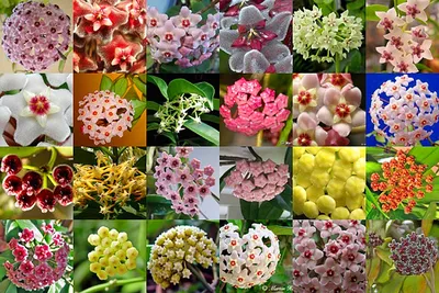 Hoya multiflora - Страница 3 - Форум цветоводов Фрау Флора