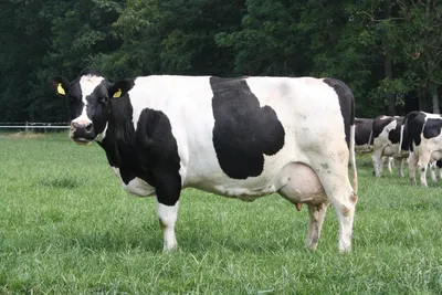 Холмогорская (порода коров) — Википедия