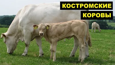 Секрет большого молока. Какие породы коров – самые популярные и  продуктивные? | Нариман Тасщонов | Дзен