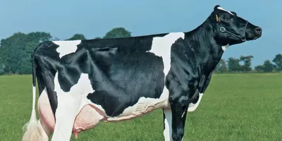 Красная датская молочная порода коров