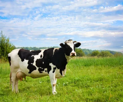 Holstein Cattle - Google Search | Cow calf, Holstein cows, Show cattle