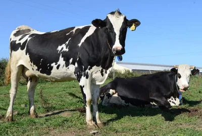 Коровы: покупка и продажа оптом и в розницу от производителя, цены - АгроМер