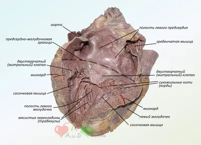 MedRussia | Медицина России - Хорды сердца Хорды выполняют важную защитную  в передвижении створок клапанов и предотвращении их неполного закрытия. Они  представляют собой крепкие сухожильные нити, которые прикрепляются к  створкам клапанов сердца.