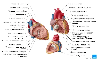 Крупный план - Болезни системы кровообращения - Судебная медицина от  Forens.ru