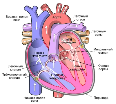 Анатомия сердца | Пикабу