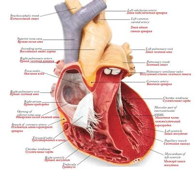 Анатомия сердца. Внутреннее строение левого желудочка (в картинках) |  Анатомия на отлично. Андрей Стрелков | Дзен