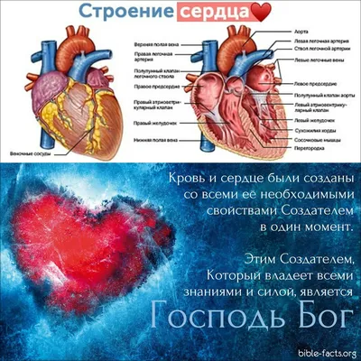 Не таит ли подвоха аномально расположенная в сердце хорда? | Для пациентов  | Дзен