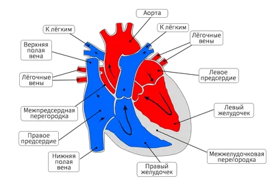 Сердце человека — Википедия