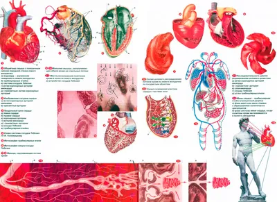 Анатомия и механизм работы сердца | Альянс ПРО