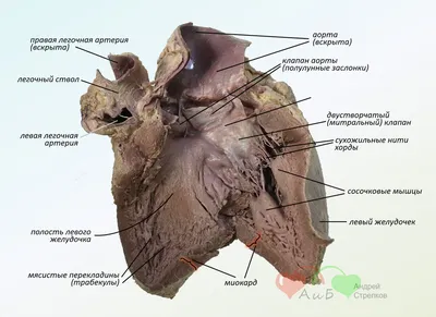 Сердце - развитие, топография, строение камер + проекции клапанов |  Анатомия - просто, понятно | Дзен
