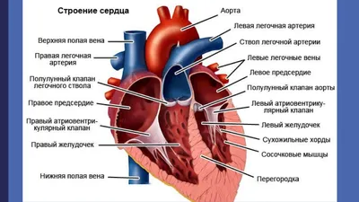 КАРДИОЛОГ❤️ТЕРАПЕВТ КАЗАНЬ on Instagram: \"Доктор, на узи сердца у меня  нашли хорду!!! Помогите, пожалуйста! С таким вопросом нередко обращаются ко  мне, как правило, молодые девушки, напуганные результатом ЭХОКС. Давайте  внесём ясность раз