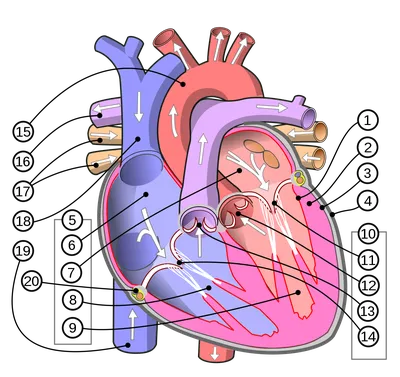 Сердце - 3D-сцены - Цифровое образование и обучение Мozaik