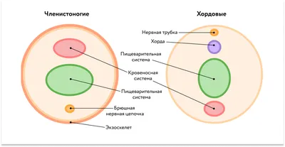 Сердце : нормальная анатомия | e-Anatomy