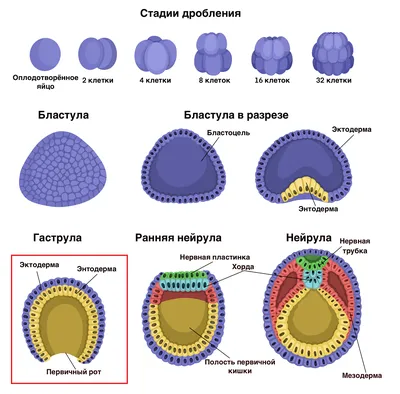 Файл:Transverse section of lancelet, numbered.jpg — Википедия