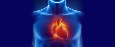 УЗИ сердца | УЗИ органов и систем