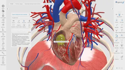 Сердце : нормальная анатомия | e-Anatomy