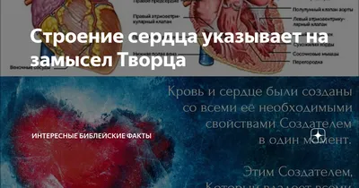 Тип Хордовые: общая характеристика • Биология, Животные • Фоксфорд Учебник