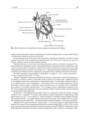 Проводящая система сердца - e-Anatomy - IMAIOS