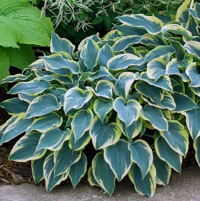 Hosta - 'FIRST FROST' - Plantain Lily