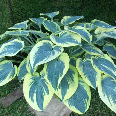 Hosta 'First Frost' - buy Plantain Lily at Coolplants