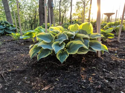 First Frost - Hostas on the Bluff