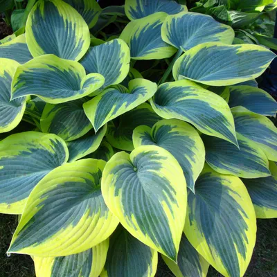 FIRST FROST HOSTA – Hinsdale Nurseries – Welcome to Hinsdale Nurseries