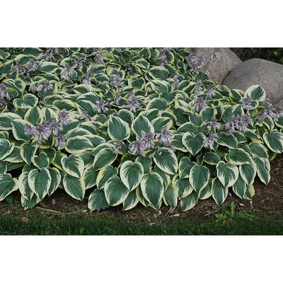 Hosta 'First Frost'