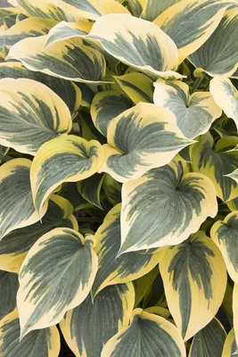 Hosta 'First Frost' | Kennedy's Country Gardens | Garden Center | Scituate,  MA