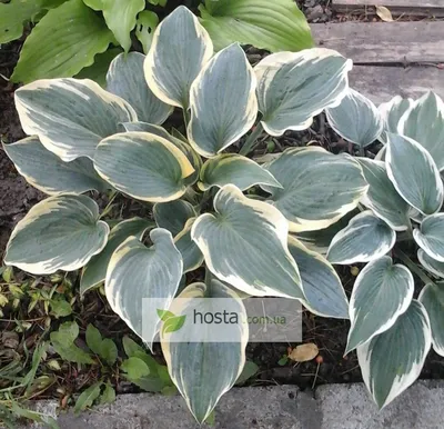 First Frost Hosta, Hosta x 'First Frost', Monrovia Plant