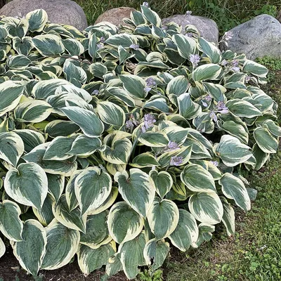 Hosta 'First Frost' - Midwest Groundcovers, LLC