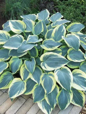 First Frost Hosta - Shade Perennial Medium Hosta Plant