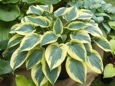 Hosta First Frost #1 - Behmerwald Nursery