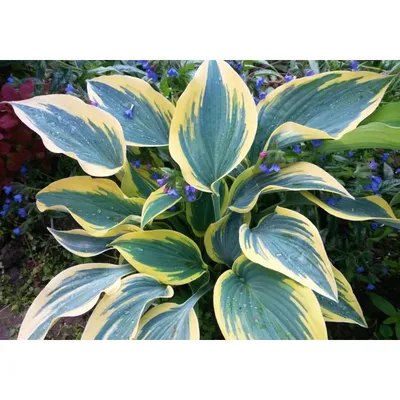 Hosta 'First Frost' – Wilson's Garden Center