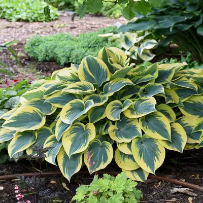 First Frost Hosta – New Blooms Nursery