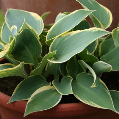 Hosta FIRST FROST Stock Photo - Alamy