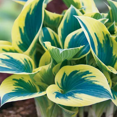 First Frost (14\"x36\") - Hosta Choice Gardens