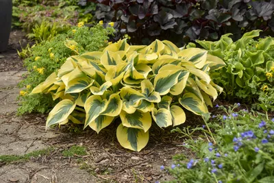 Hosta FIRST FROST - Perennial Plant Sale shipped from Grower to your door