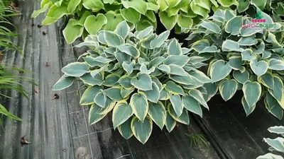 Elegant Blue-Green Hosta Bulbs For Sale Online | First Frost – Easy To Grow  Bulbs