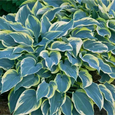 First Frost Hosta | Plant Addicts