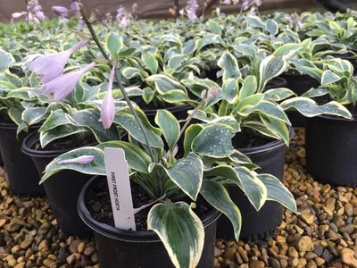 Shadowland® 'Autumn Frost' - Hosta hybrid | Proven Winners