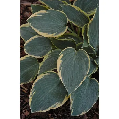 Hosta 'First Frost' Plantain Lily from Sandy's Plants