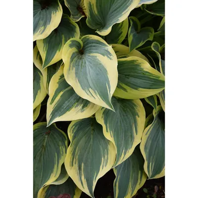 Hosta - First Frost - YouTube