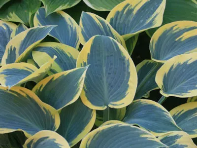 First Frost Hosta - Hosta 'First Frost' – ServeScape