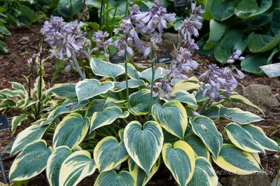 Hosta 'First Frost' Hosta - Pre-Order for 2024 from Leo Berbee Bulb Company